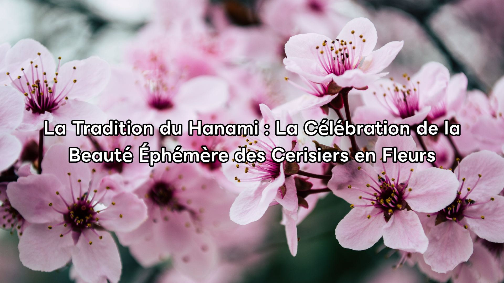 La Tradition du Hanami : La Célébration de la Beauté Éphémère des Cerisiers en Fleurs